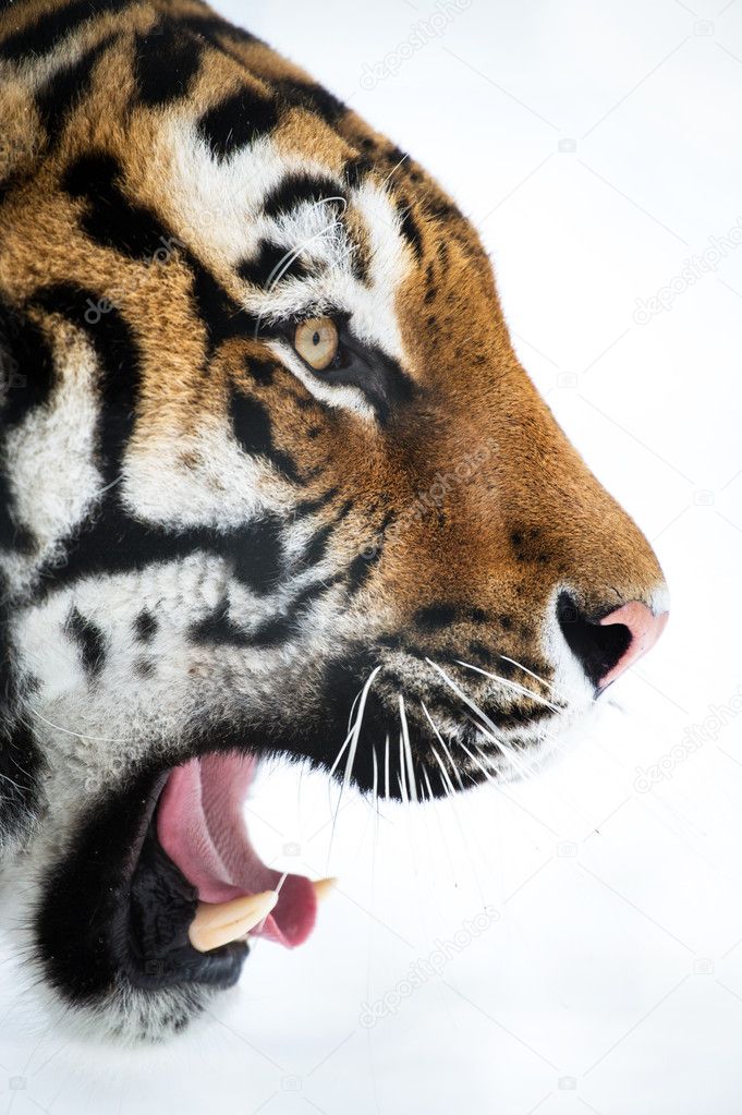 Siberian tiger close up with mouth open