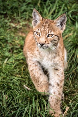 Lynx yavru kedi