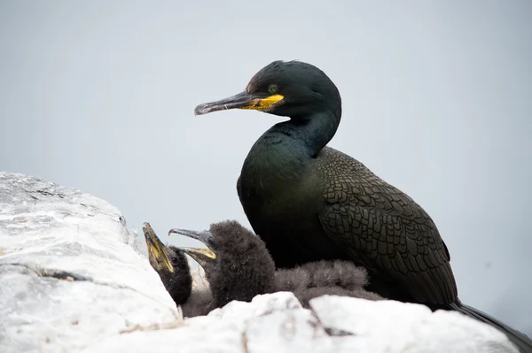 Shag oiseau de mer sur les rochers — Photo