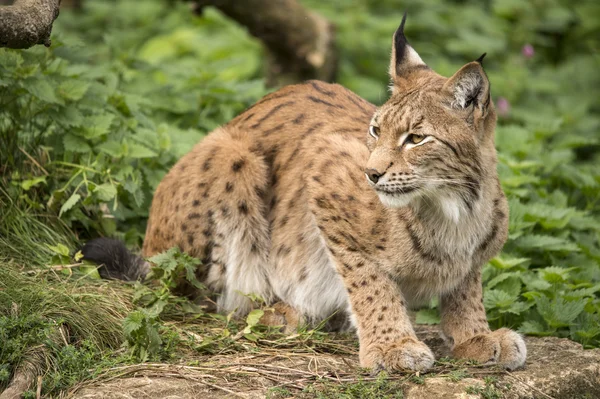 Lynx en la roca — Foto de Stock