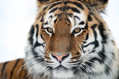 Siberian Tiger clipart