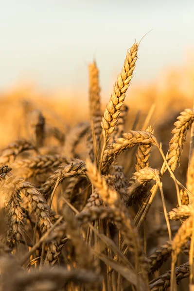 Golden Wheat Field — Stock Photo, Image