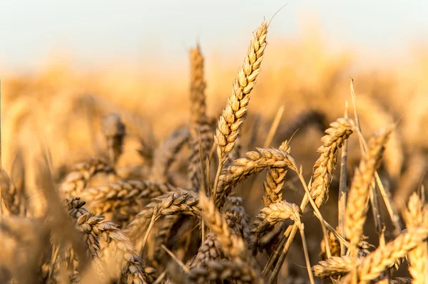 Golden Wheat Field — Stock Photo, Image