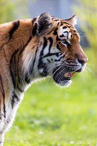 Simning tiger — Stockfoto