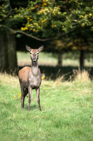 Rode doe voor bomen — Stockfoto