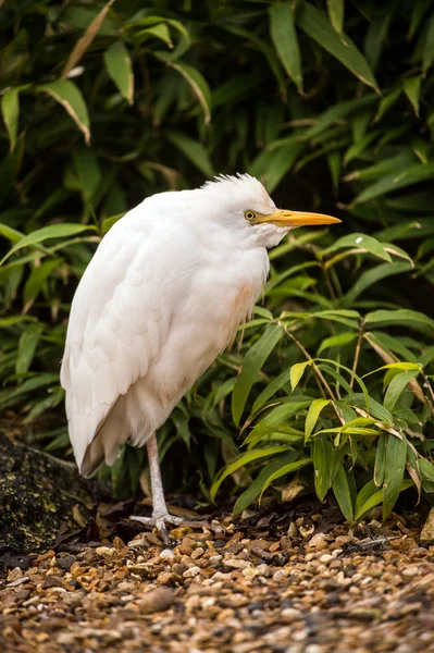 Big white heron — Stock Photo, Image