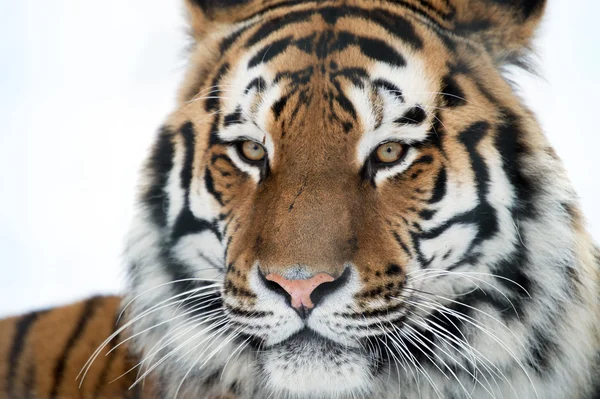 Tigre siberiano — Foto de Stock