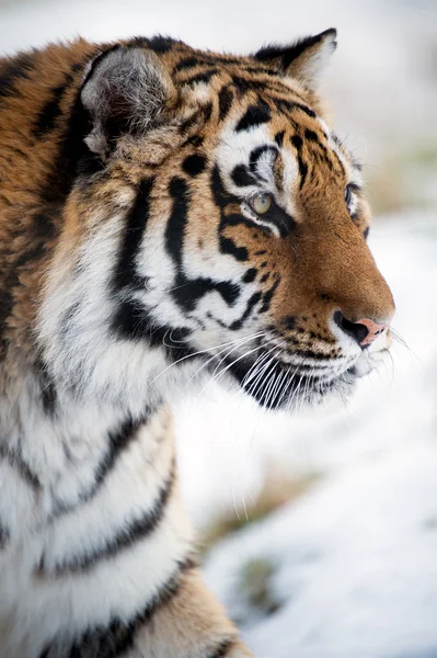 Tigre siberiano —  Fotos de Stock