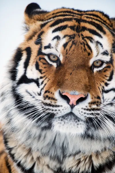Sibirsk tiger – stockfoto