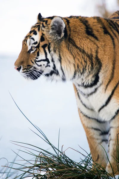Siberian Tiger — Stock Photo, Image