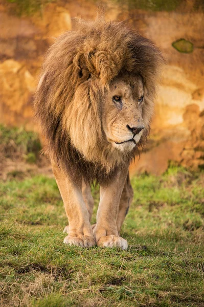 Löwenmännchen — Stockfoto