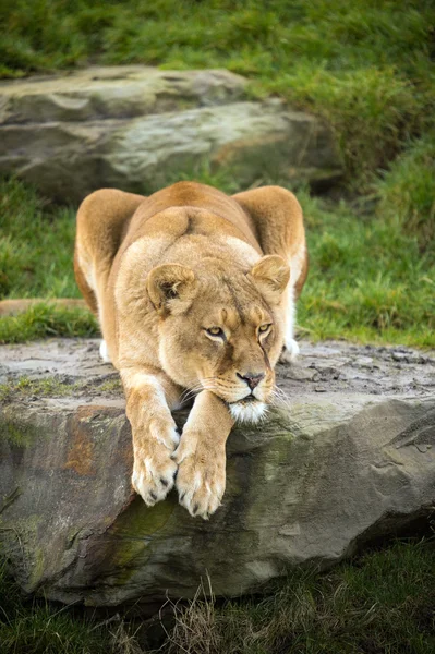 Lioness laying on a rock — Stock Photo, Image