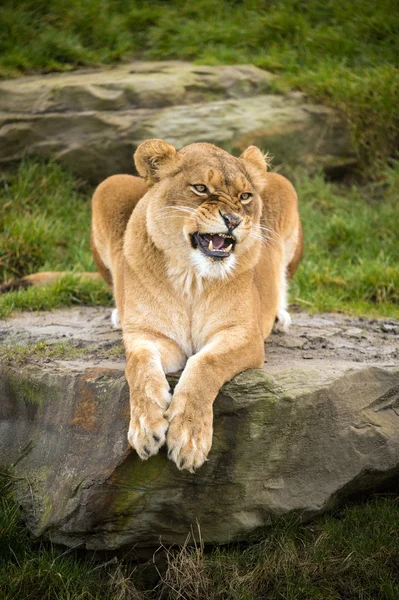 Lionne posée sur un rocher — Photo