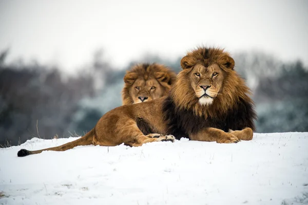 Mannelijke leeuwen tegen een achtergrond van sneeuw — Stockfoto