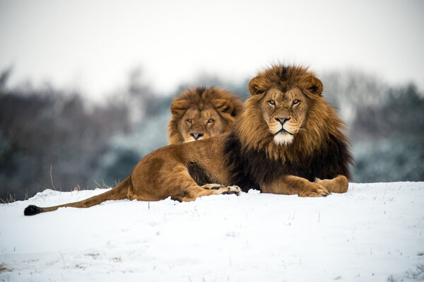 Male lions against a background of snow