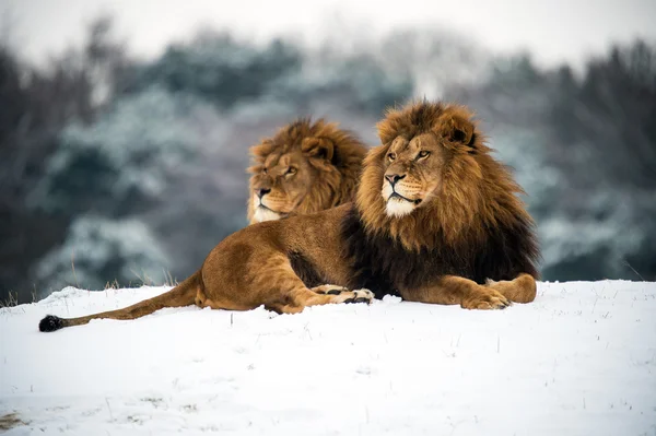 Male lions against a background of snow — Stock Photo, Image