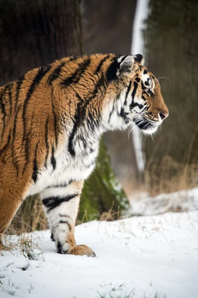Siberian tiger walking through the snow — Stock Photo, Image
