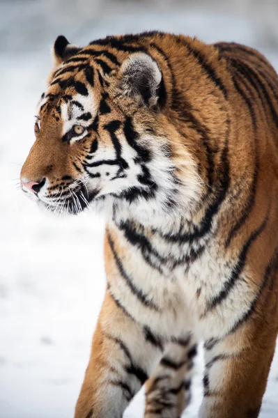 Siberian tiger walking against a background of snow