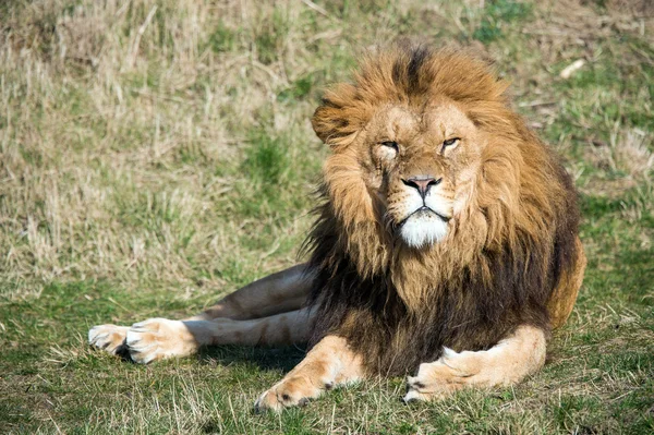 Löwenmännchen liegt auf Gras — Stockfoto