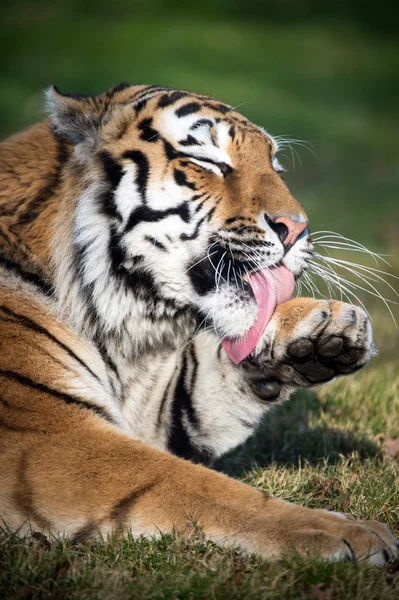 Tiger Licking Paw — Stock Photo, Image