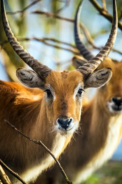 Antelope in wood Royalty Free Stock Photos