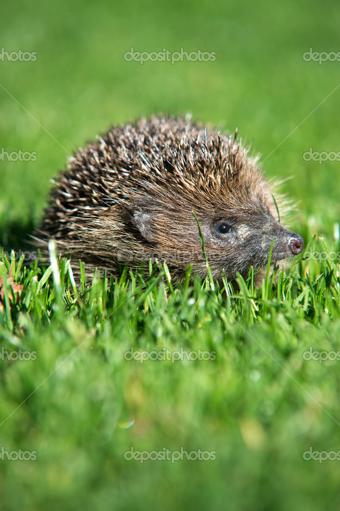 Baby European Hedgehog Stock Photo By C Davemhuntphoto Baby European Hedgehog Stock Photo By C Davemhuntphoto