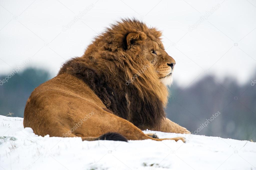 Male lion laying on snow