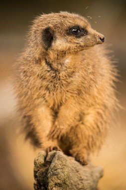 Close up of meerkat clipart