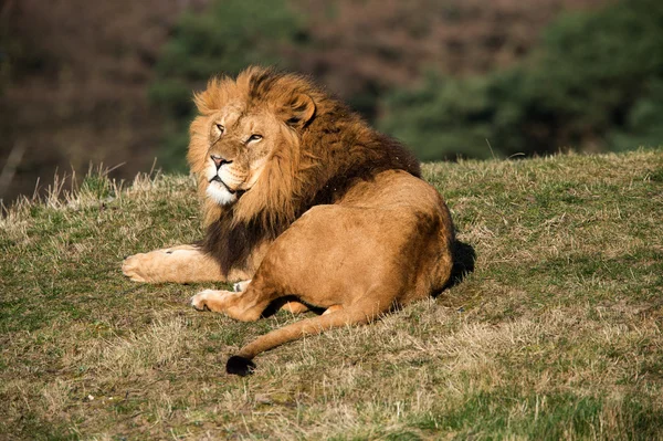 León macho acostado en la hierba — Foto de Stock