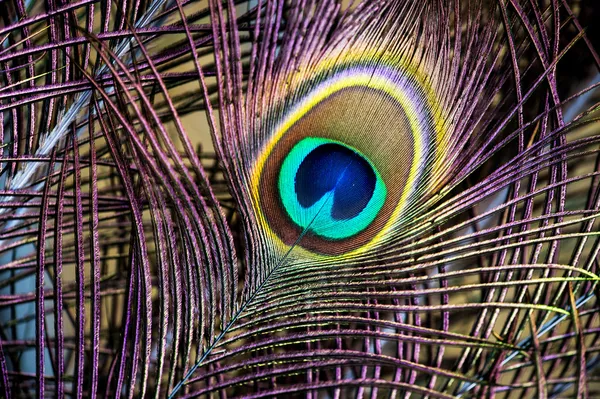 Pióra pawie — Zdjęcie stockowe