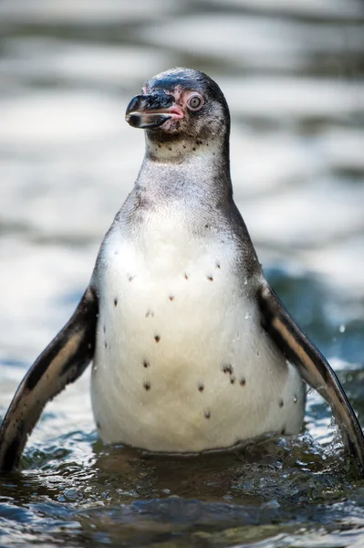 Humboldt Penguin — Stock Photo, Image