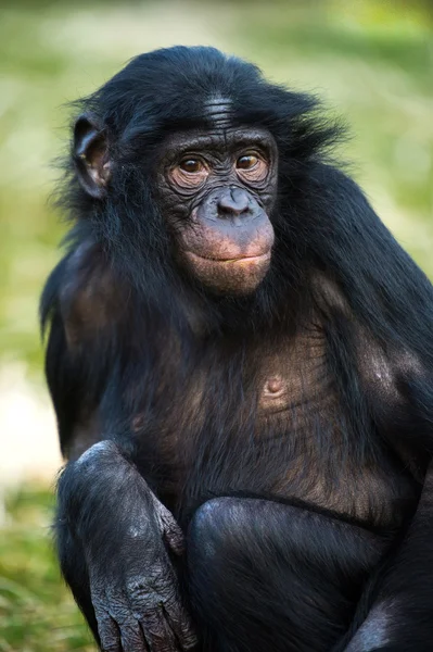 Bonobo schimpans — Stockfoto