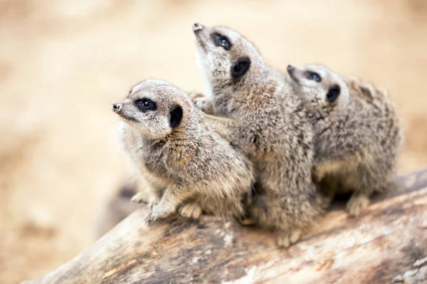 Trois suricates assis sur une branche — Photo