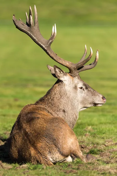 Stag with huge antlers — Stock Photo, Image