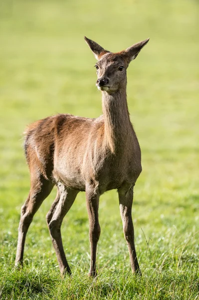 Kızıl geyik ayakta — Stok fotoğraf