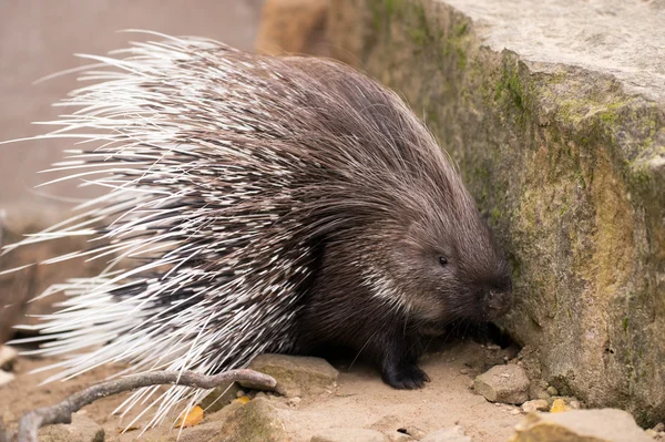 Porcupine turning and displaying spines — Stock Photo, Image