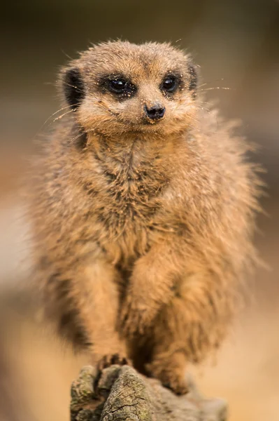 Meerkat de perto — Fotografia de Stock