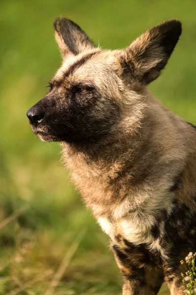 Perro salvaje africano —  Fotos de Stock