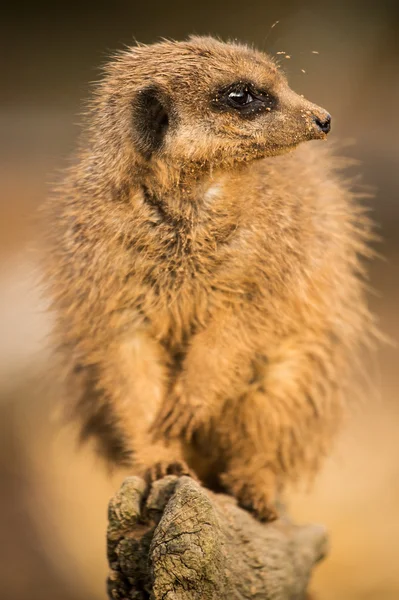 Zbliżenie meerkat — Zdjęcie stockowe