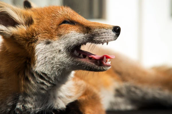 Red fox, který se zdá se smát — Stock fotografie