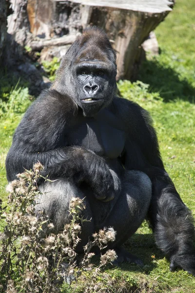 Gümüş sırtlı goril — Stok fotoğraf