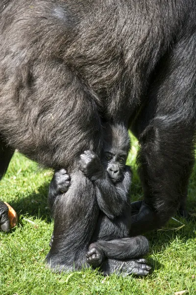 Baby Gorilla som knäpper fast mammas ben — Stockfoto