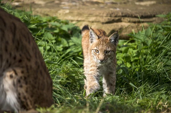Lynx yavru kedi — Stok fotoğraf