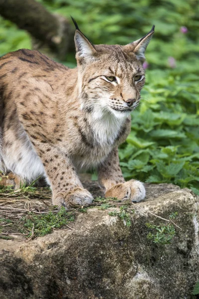 Lynx sur le rocher — Photo