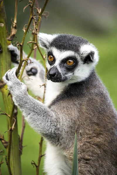 Lemur wspinaczka — Zdjęcie stockowe