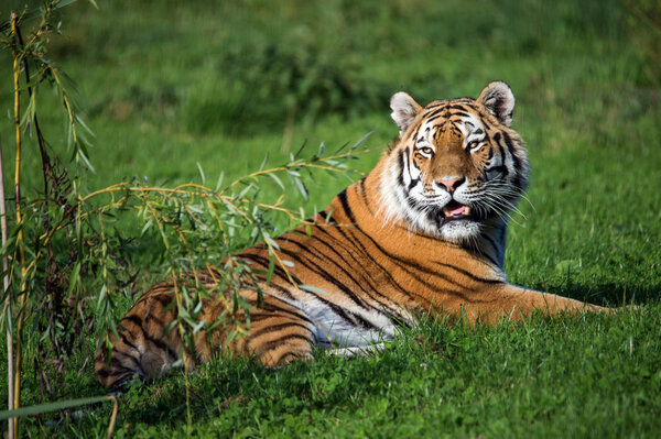 Tiger against a background of grass