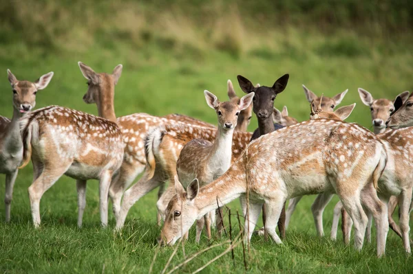 Herd of Fallow Deer — Stock Photo, Image