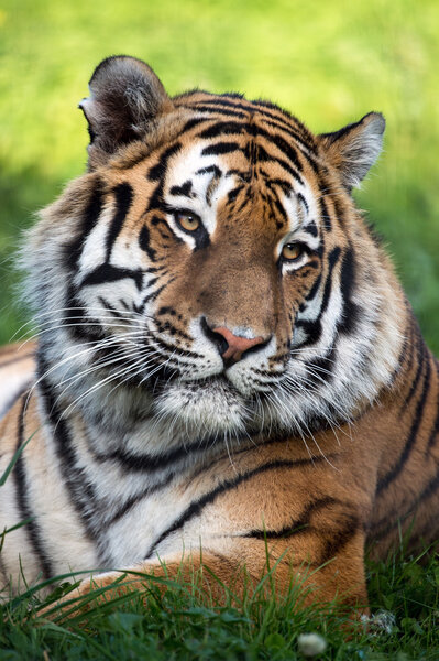 Tiger Close Up