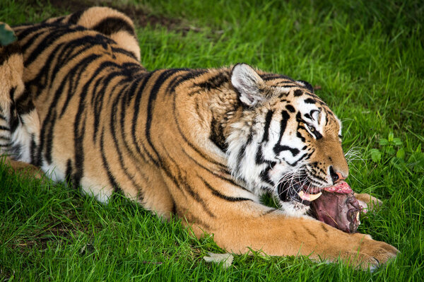 Siberian tiger eating