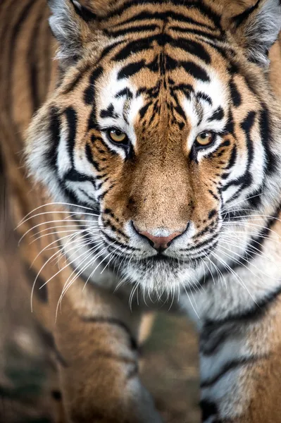 Tigre acechando — Foto de Stock